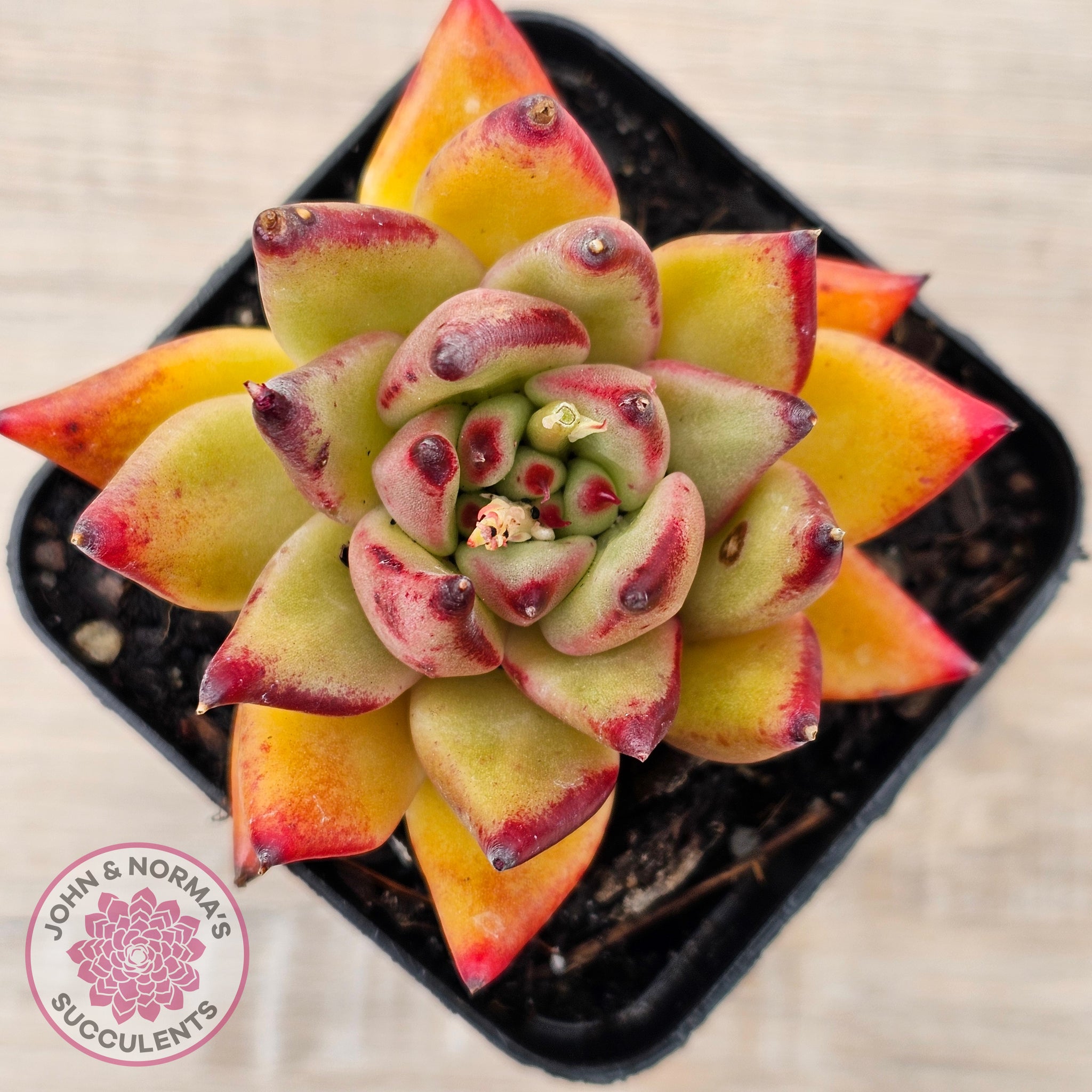 red succulent leaves Buy Echeveria agavoides sp. (Red) Australia