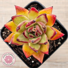 Load image into Gallery viewer, Echeveria agavoides sp. (Red)
