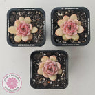 Echeveria 'Red Diamond'