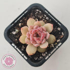 Echeveria 'Red Diamond'