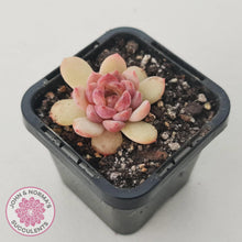 Load image into Gallery viewer, Echeveria &#39;Red Diamond&#39; - John &amp; Norma&#39;s Succulents Australia
