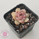 Echeveria 'Red Diamond'