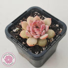 Echeveria 'Red Diamond'