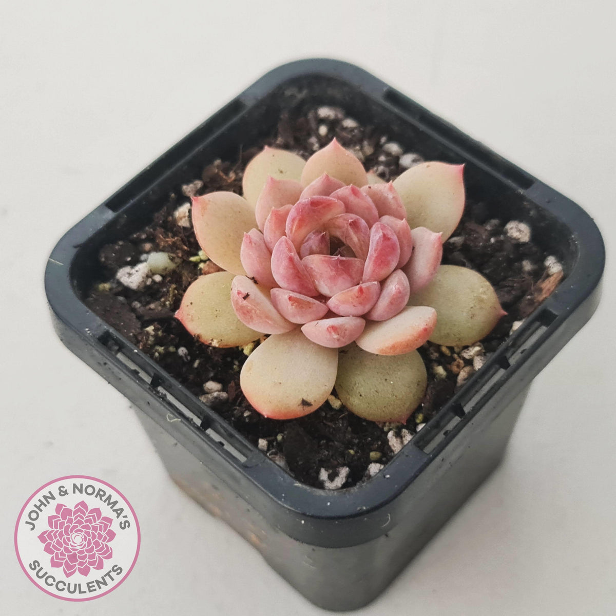 Echeveria 'Red Diamond'