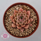 Echeveria 'Red Firefly'