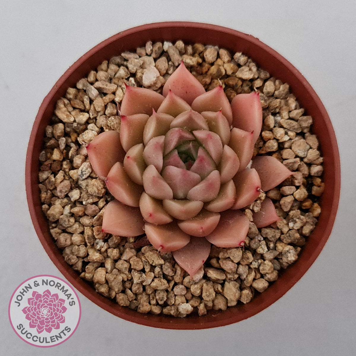 Echeveria 'Red Firefly'