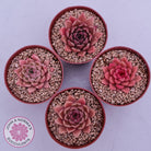Echeveria 'Red Firefly'
