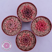 Load image into Gallery viewer, Echeveria &#39;Red Firefly&#39; (sml) - John &amp; Norma&#39;s Succulents Australia
