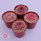 Echeveria 'Red Firefly'