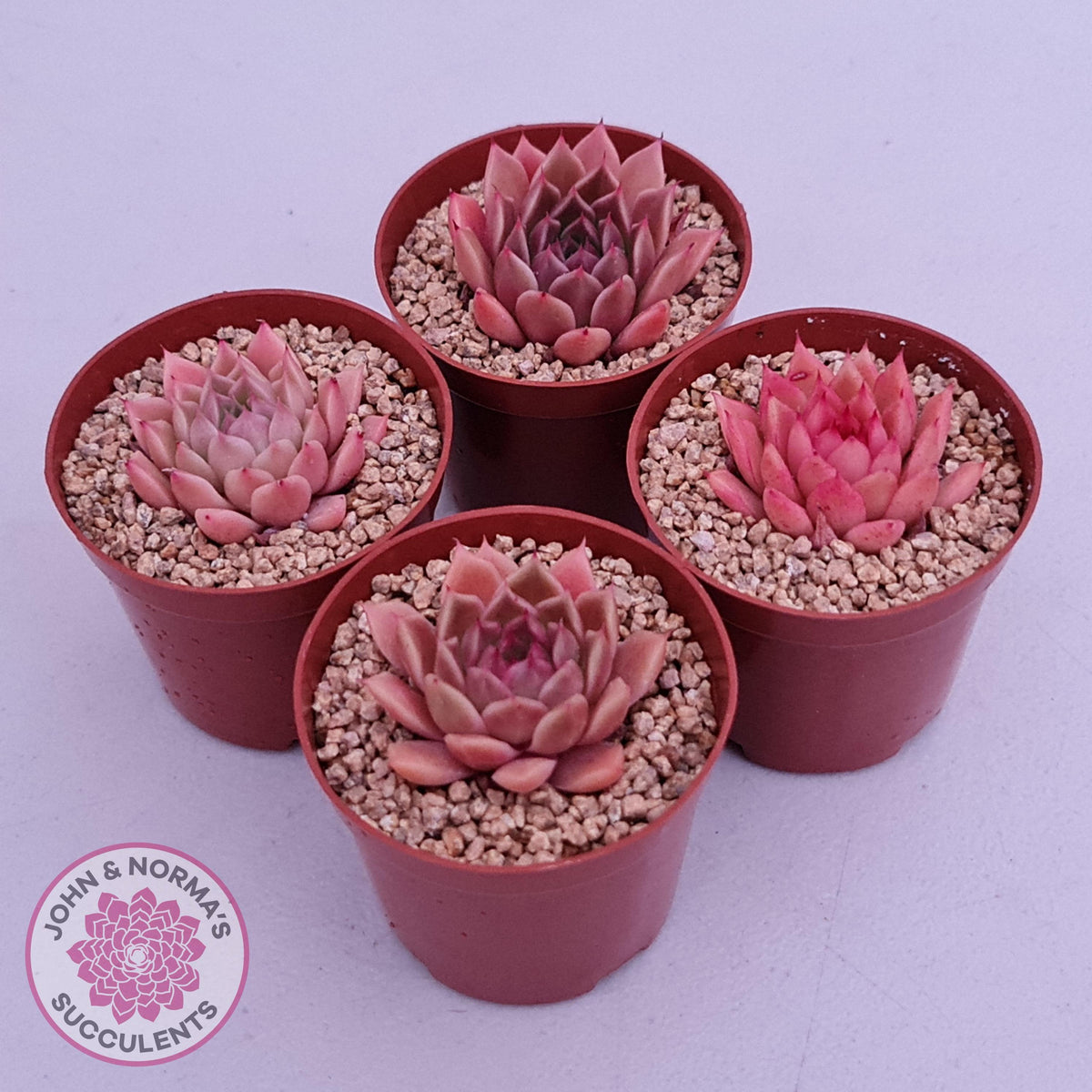 Echeveria 'Red Firefly'