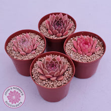 Load image into Gallery viewer, Echeveria &#39;Red Firefly&#39; (sml) - John &amp; Norma&#39;s Succulents Australia
