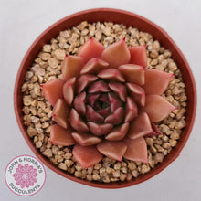 Load image into Gallery viewer, Echeveria &#39;Red Firefly&#39; (sml) - John &amp; Norma&#39;s Succulents Australia
