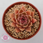 Echeveria 'Red Firefly'