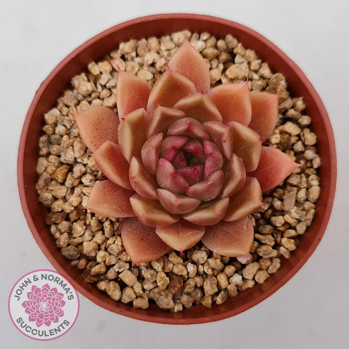 Echeveria 'Red Firefly'