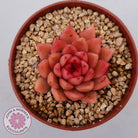 Echeveria 'Red Firefly'