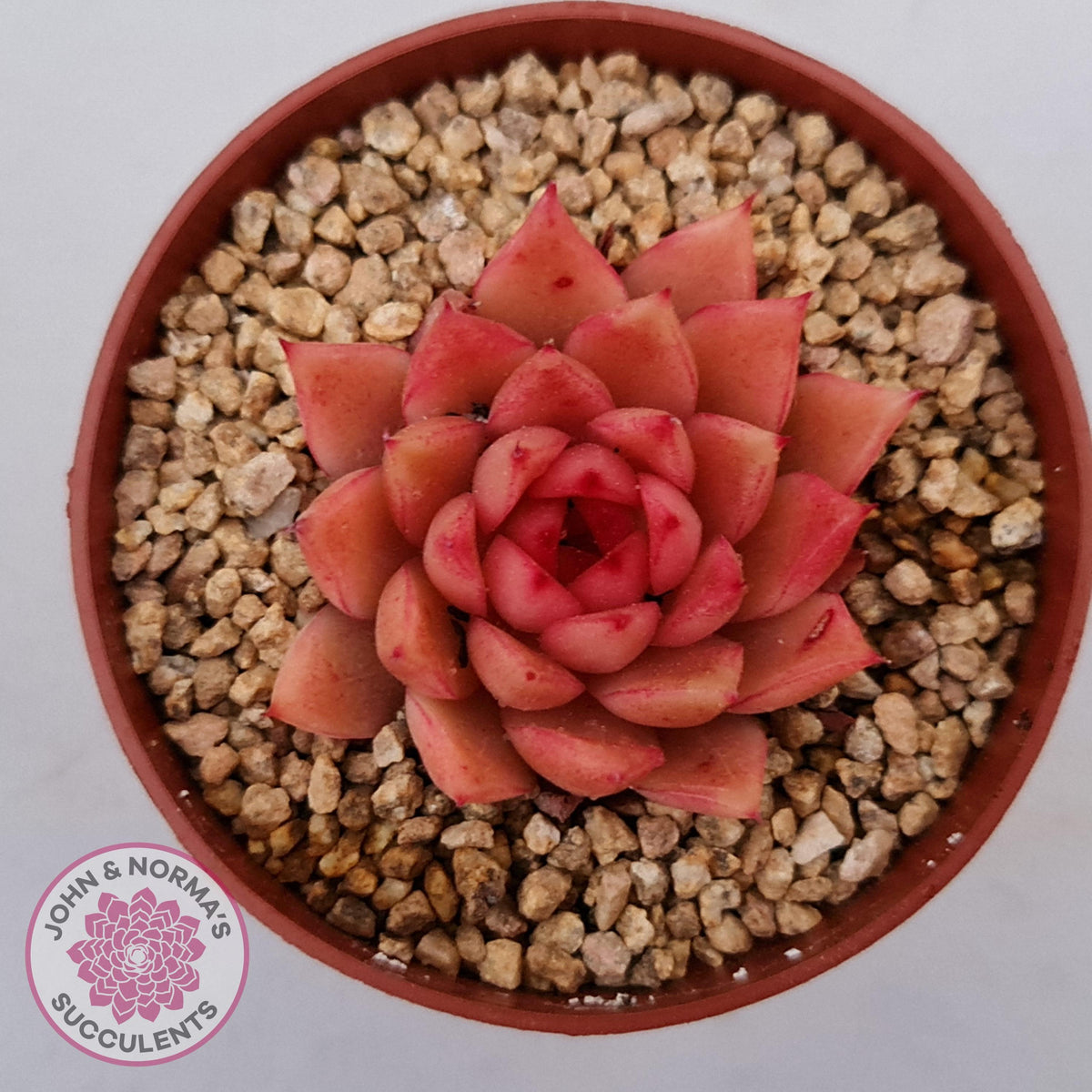 Echeveria 'Red Firefly'