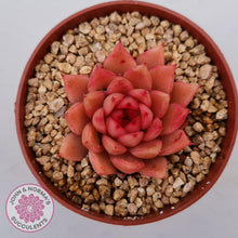 Load image into Gallery viewer, Echeveria &#39;Red Firefly&#39; (sml) - John &amp; Norma&#39;s Succulents Australia
