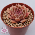 Echeveria 'Red Firefly'