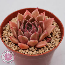 Load image into Gallery viewer, Echeveria &#39;Red Firefly&#39; (sml) - John &amp; Norma&#39;s Succulents Australia
