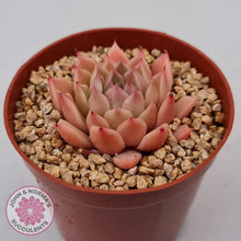 Load image into Gallery viewer, Echeveria &#39;Red Firefly&#39; (sml) - John &amp; Norma&#39;s Succulents Australia
