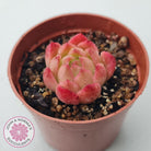 Echeveria 'Red Fire' (sm)