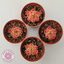 Load image into Gallery viewer, Echeveria &#39;Red Fire&#39; (sm) - John &amp; Norma&#39;s Succulents Australia
