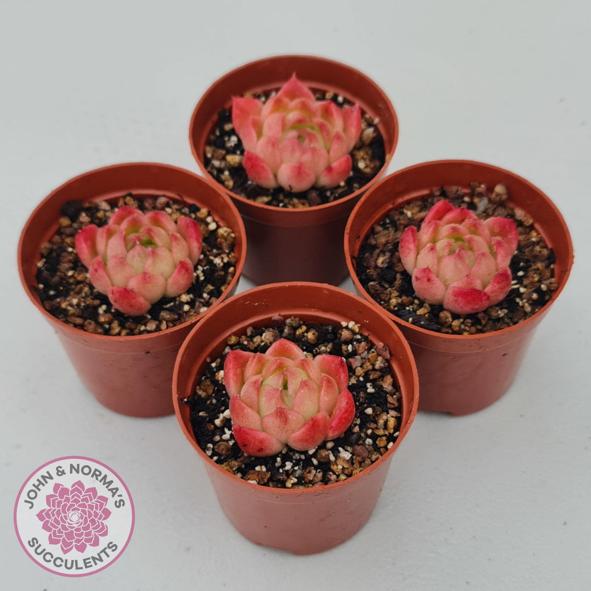 Echeveria 'Red Fire' (sm)