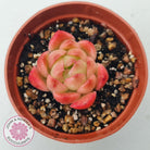 Echeveria 'Red Fire' (sm)