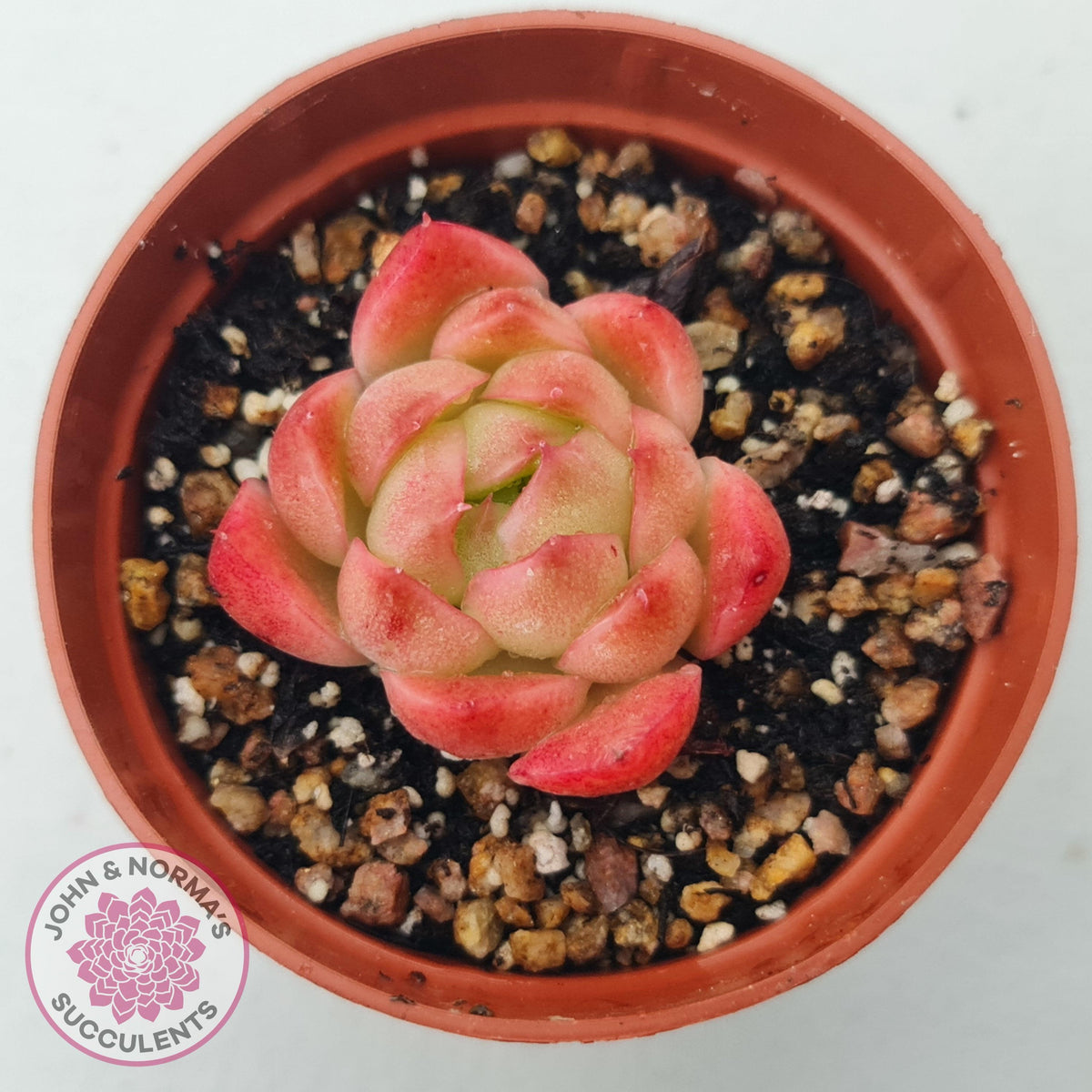 Echeveria 'Red Fire' (sm)
