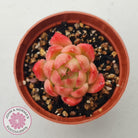 Echeveria 'Red Fire' (sm)