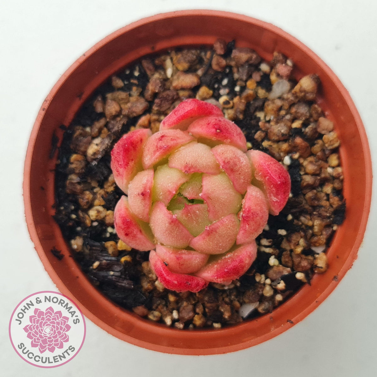 Echeveria 'Red Fire' (sm)