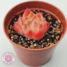 Load image into Gallery viewer, Echeveria &#39;Red Fire&#39; (sm) - John &amp; Norma&#39;s Succulents Australia
