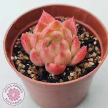 Load image into Gallery viewer, Echeveria &#39;Red Fire&#39; (sm) - John &amp; Norma&#39;s Succulents Australia
