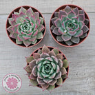Echeveria 'Red Firefly'