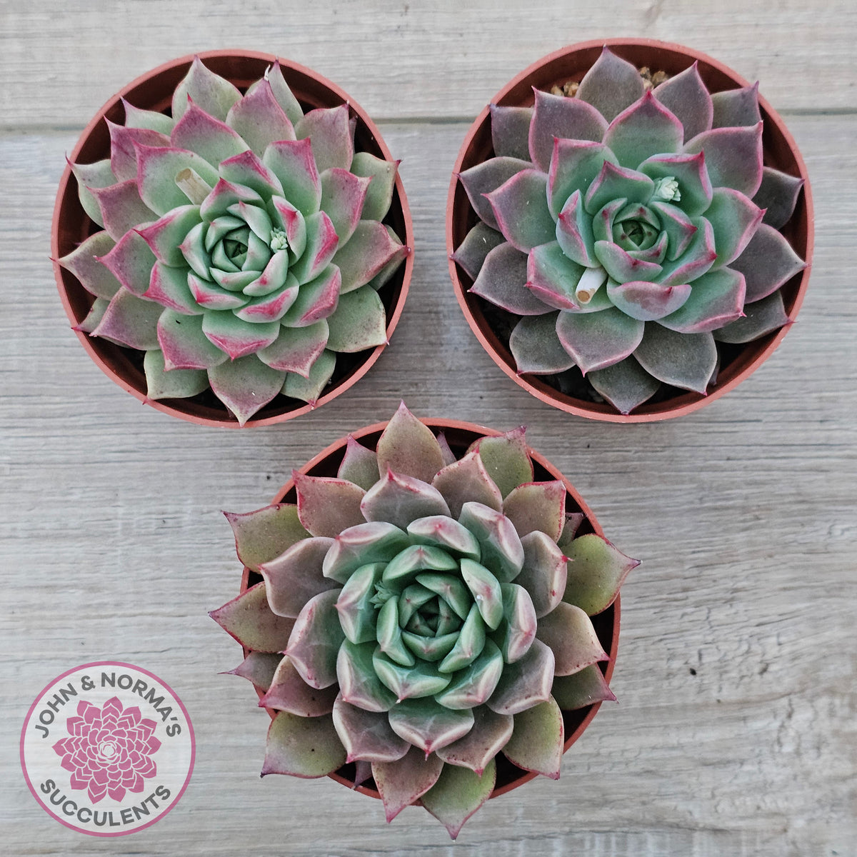 Echeveria 'Red Firefly'