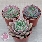Echeveria 'Red Firefly'