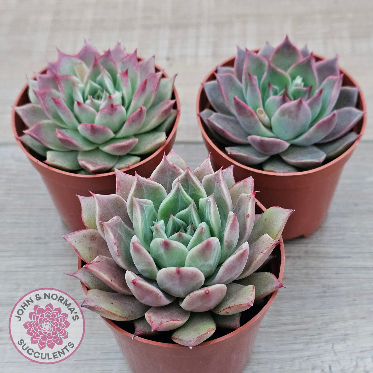 Echeveria 'Red Firefly'