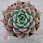 Echeveria 'Red Firefly'