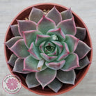 Echeveria 'Red Firefly'