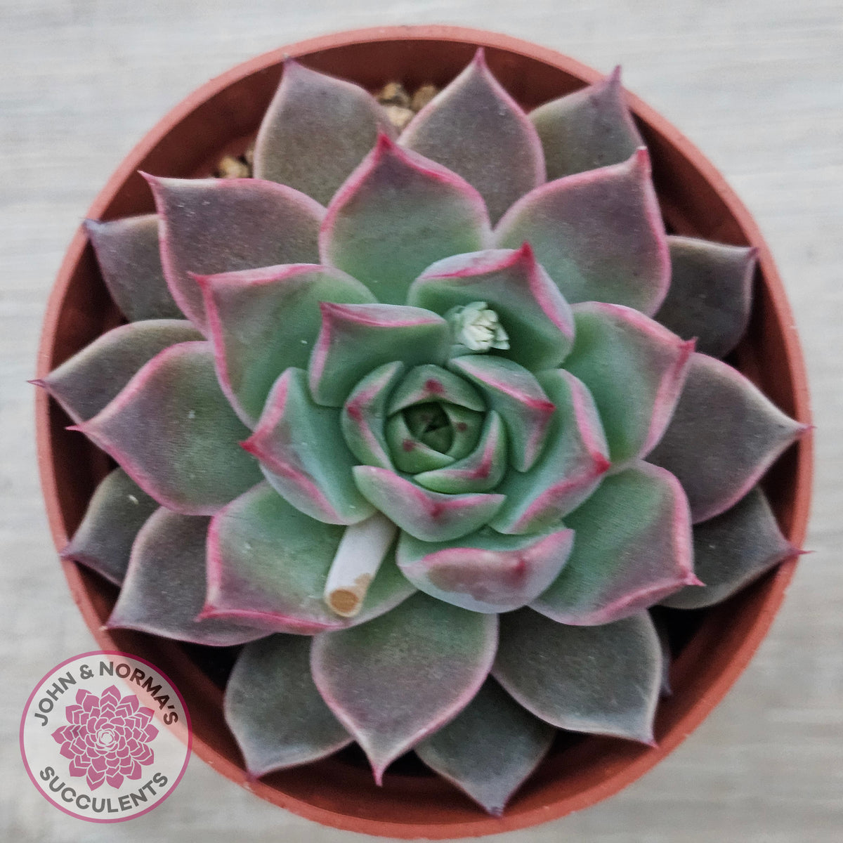 Echeveria 'Red Firefly'