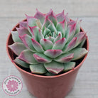 Echeveria 'Red Firefly'