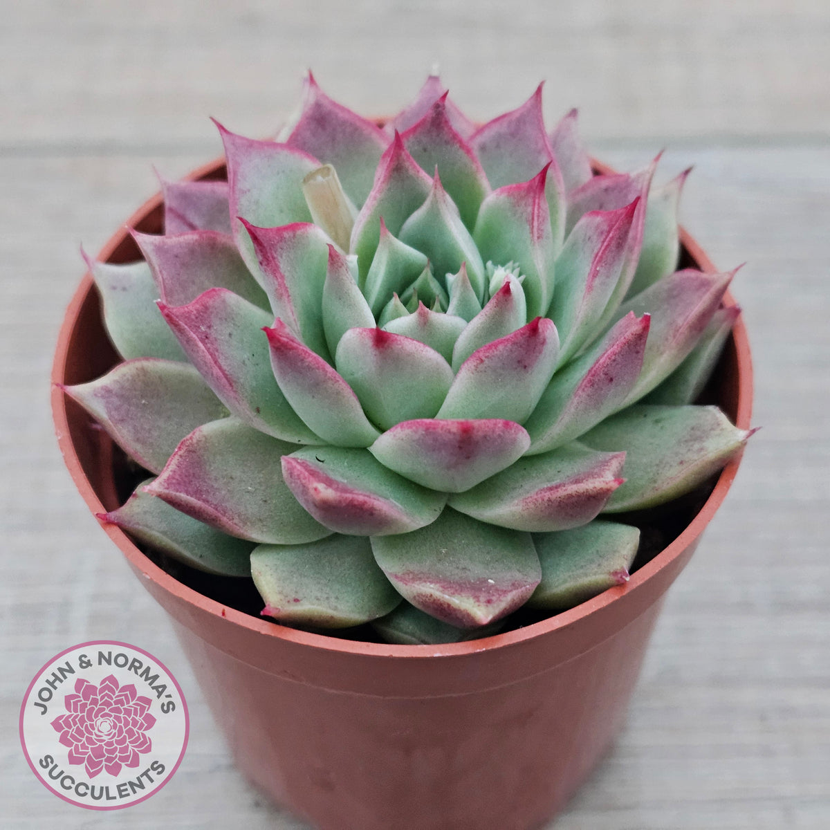 Echeveria 'Red Firefly'