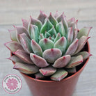 Echeveria 'Red Firefly'