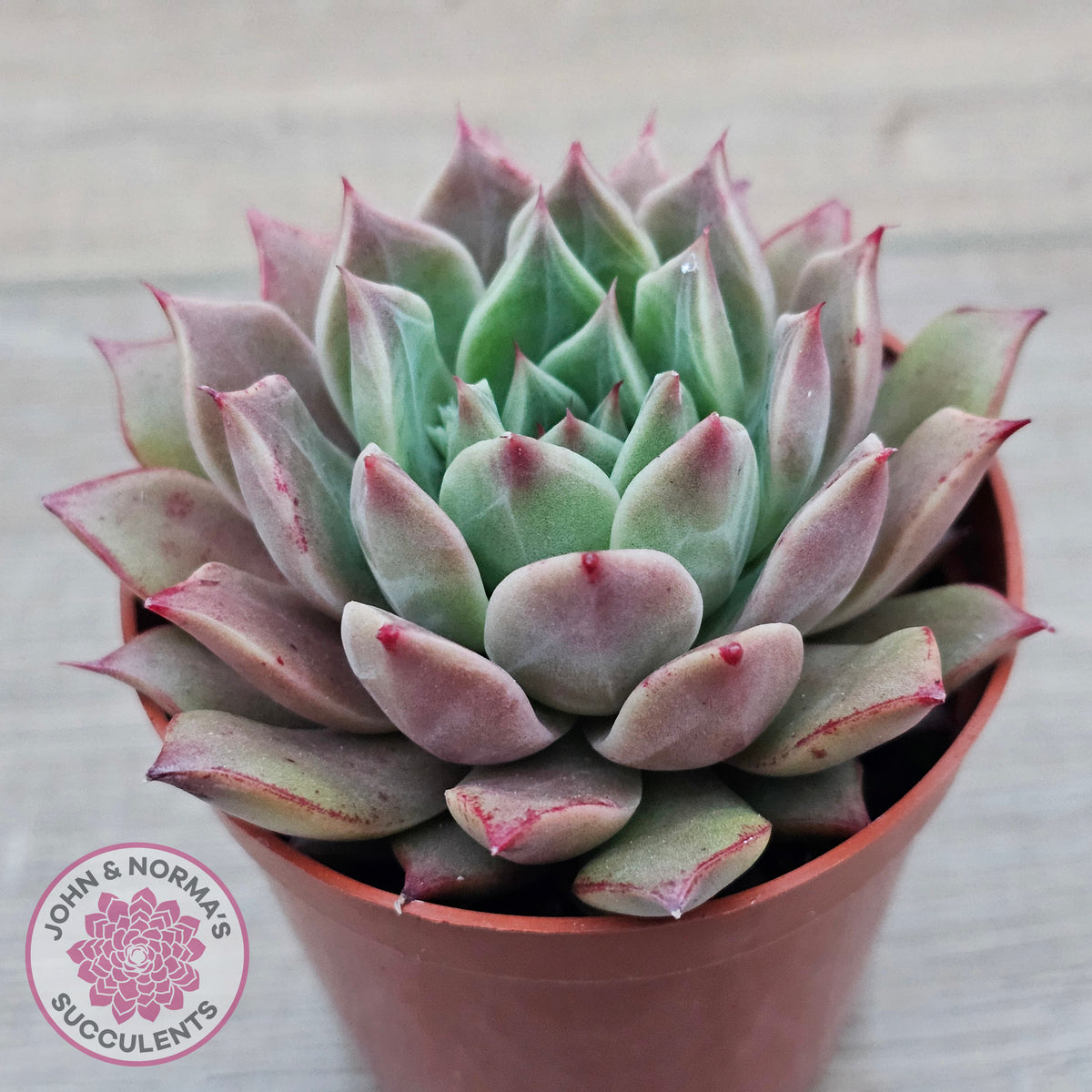 Echeveria 'Red Firefly'