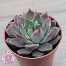 Load image into Gallery viewer, Echeveria &#39;Red Firefly&#39;
