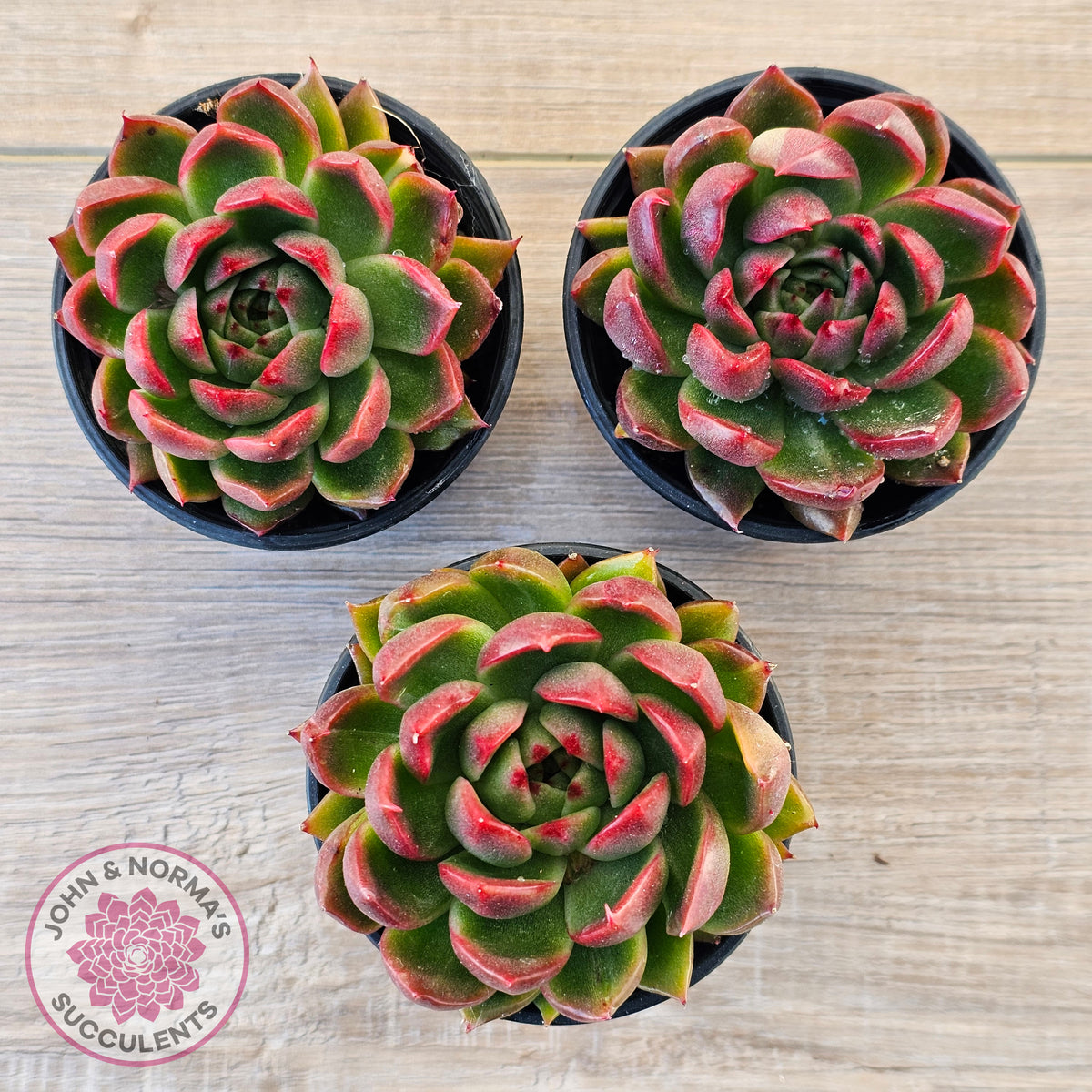 Echeveria 'Red Gilva'