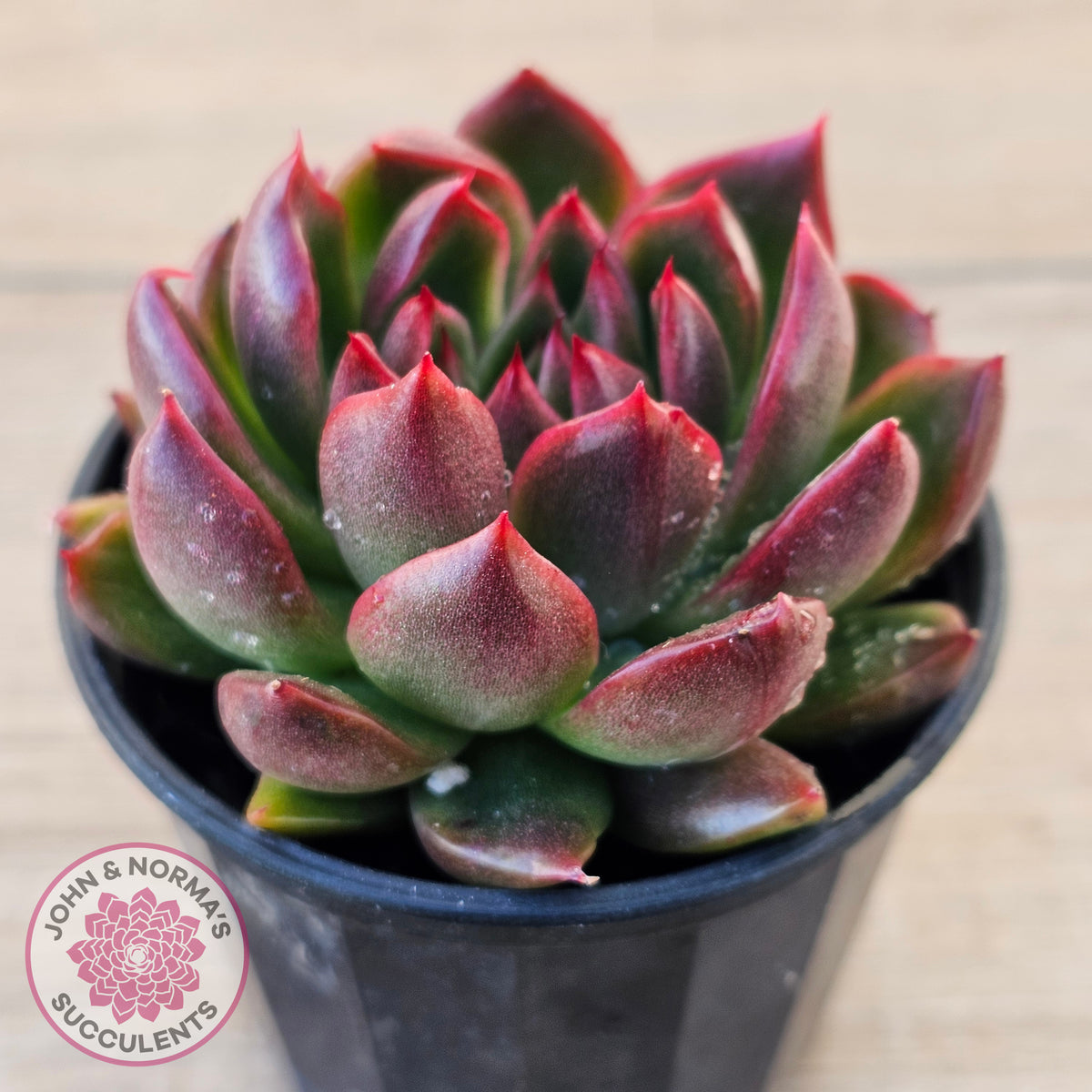 Echeveria 'Red Gilva'