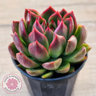 Echeveria 'Red Gilva'
