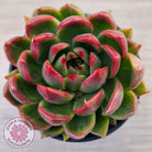 Echeveria 'Red Gilva'