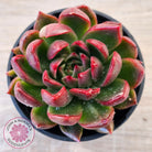 Echeveria 'Red Gilva'